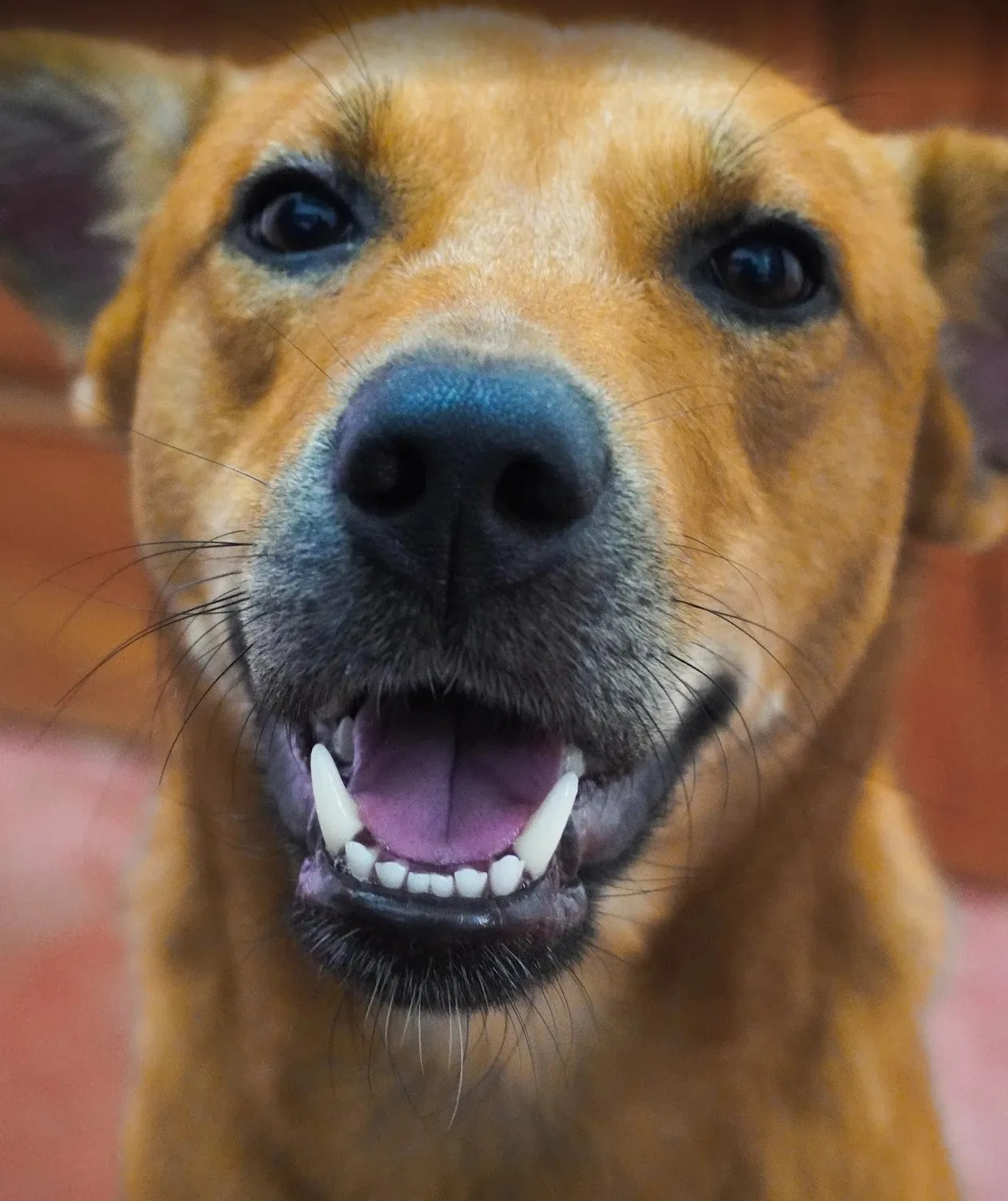 Bruno, a smiling ginger dog, looking straight at the camera
